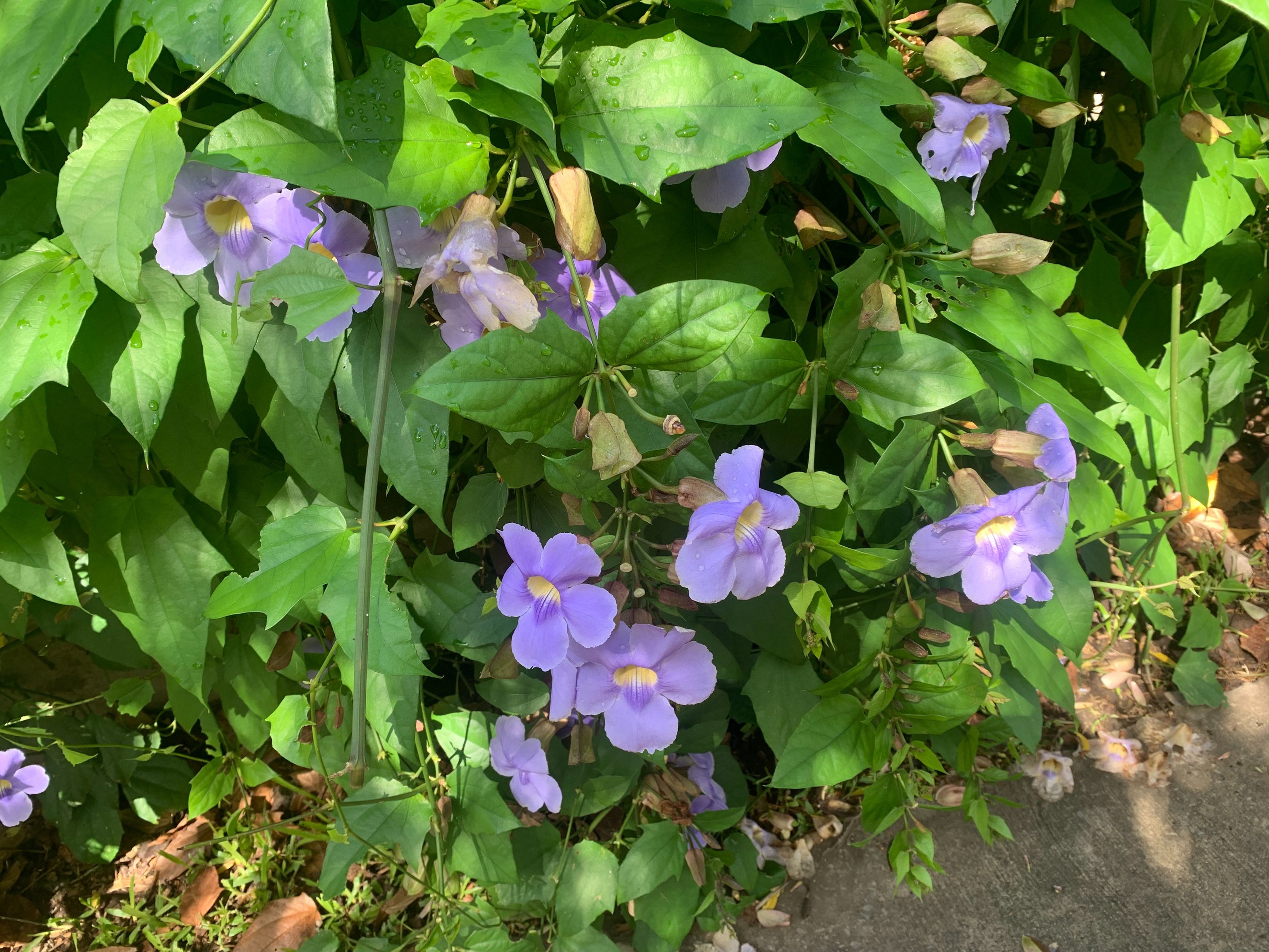 Flores en La Plaza